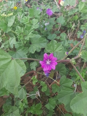 Malva sylvestris
