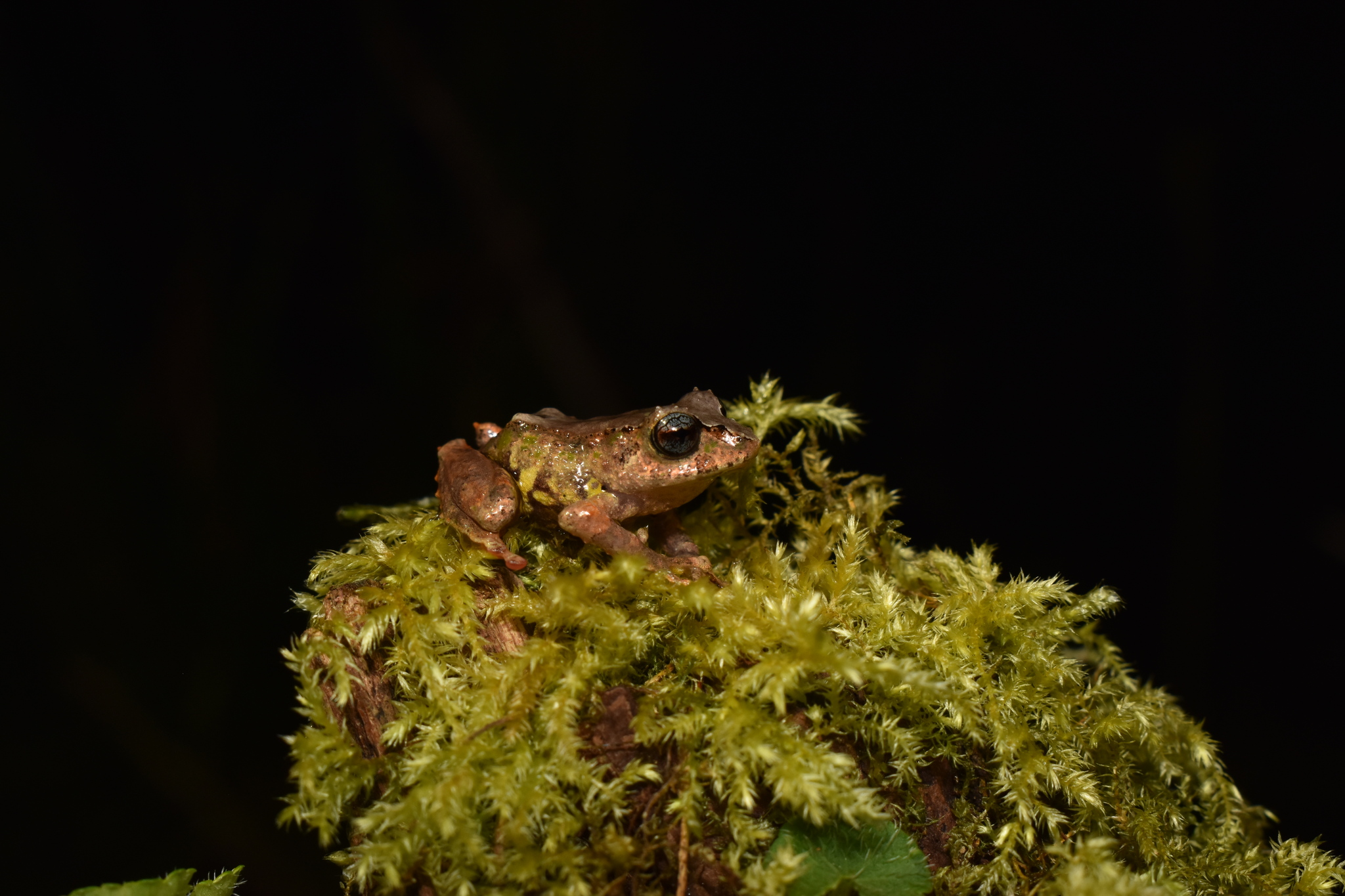 Los Patos Robber Frog photo 6