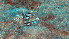 Stonogobiops xanthorhinicus