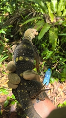 Solomon Island Spiny Monitor photo 4