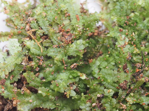 Notoscyphus lutescens observed 2026-03-03