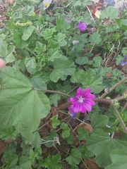 Malva sylvestris