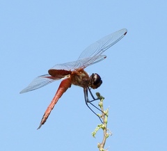 Tramea insularis