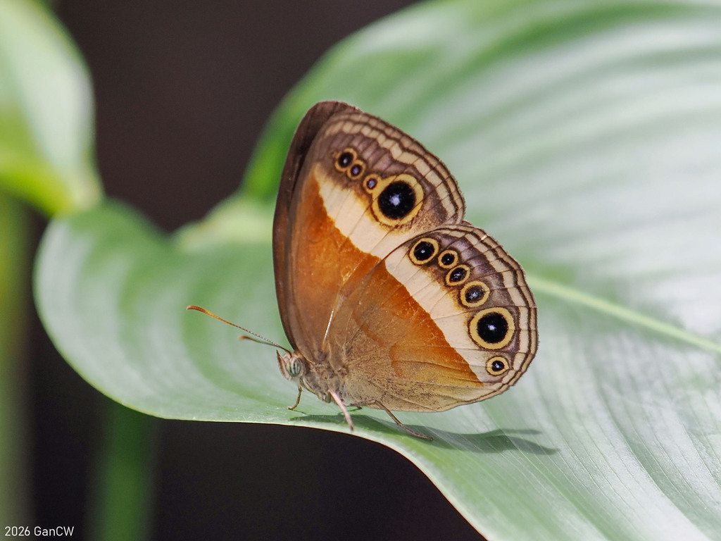 Mycalesis messene
