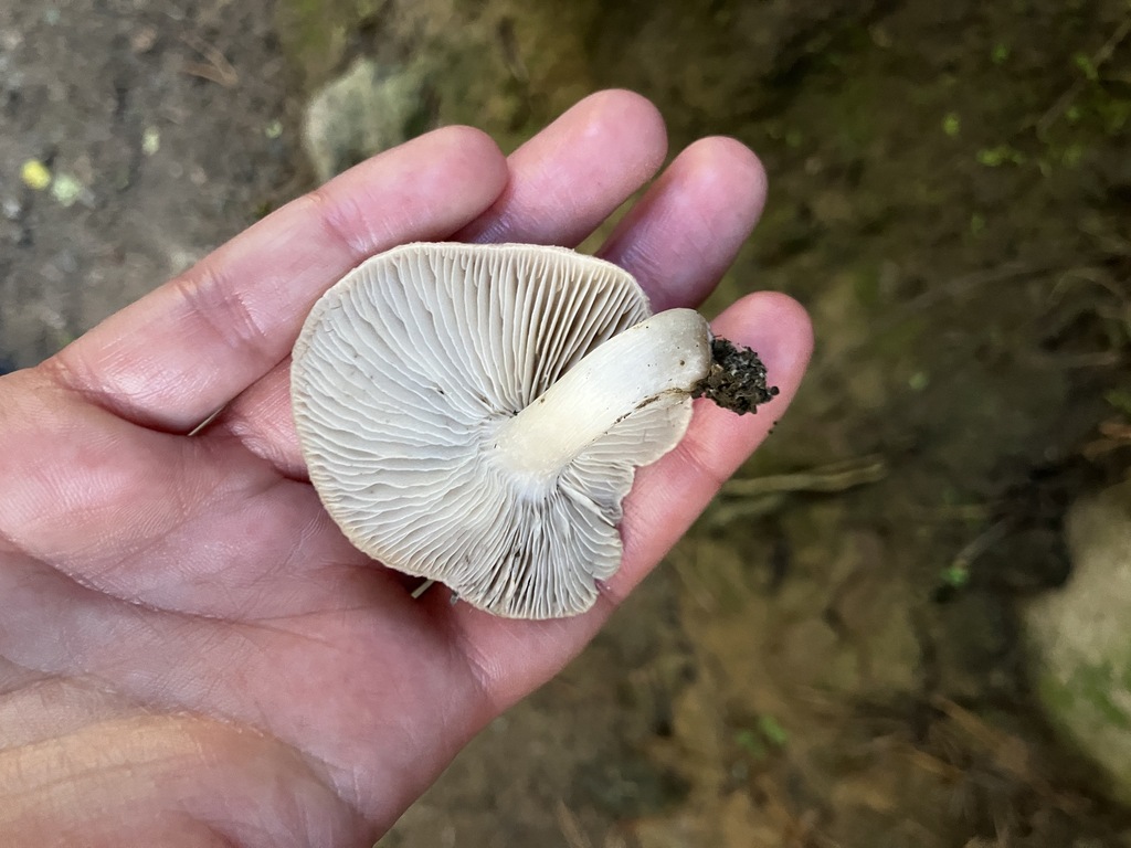 Tricholoma terreum · March 2026 · photo: © mikoikoi (iNaturalist, cc0)