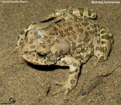 Bufotes turanensis