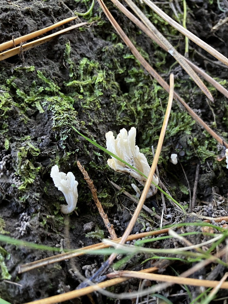 Clavulina rugosa · March 2026 · photo: © mikoikoi (iNaturalist, cc0)