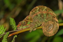 Calumma crypticum