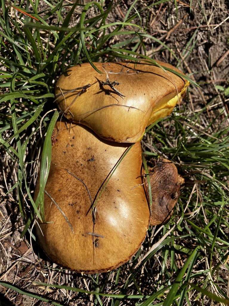Suillus granulatus · March 2026 · photo: © mikoikoi (iNaturalist, cc0)