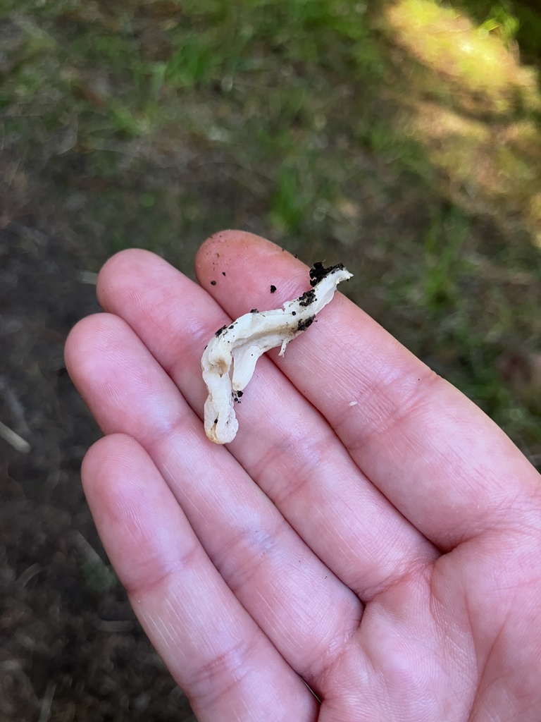 Clavulina rugosa · March 2026 · photo: © mikoikoi (iNaturalist, cc0)