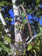 Sceloporus smaragdinus