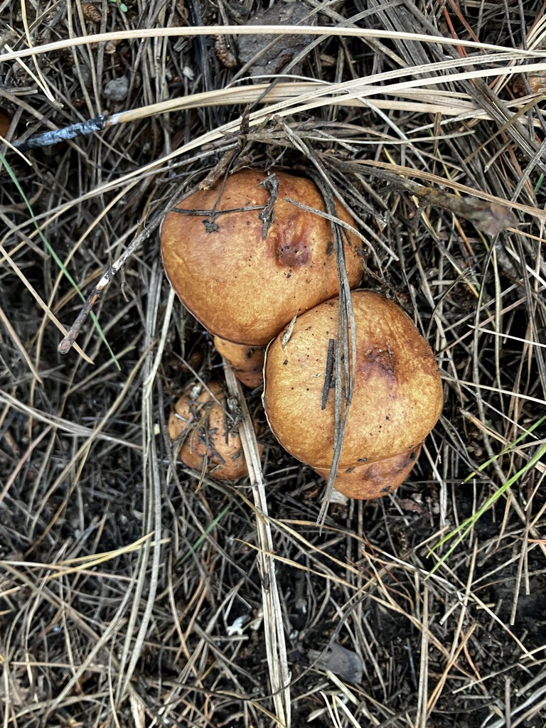 Suillus granulatus · March 2026 · photo: © mikoikoi (iNaturalist, cc0)