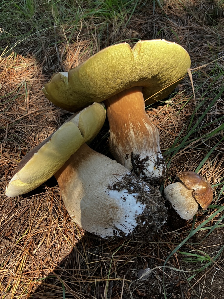 Boletus edulis · March 2026 · photo: © mikoikoi (iNaturalist, cc0)