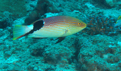 Bodianus loxozonus