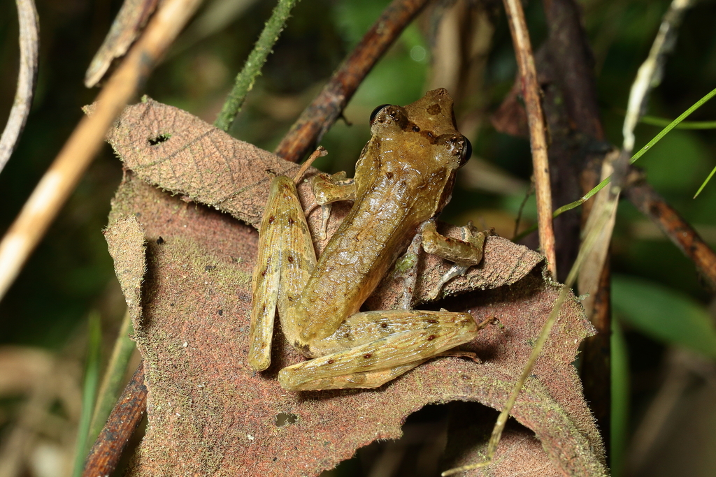 Tschenk's Madagascar Frog