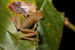 Boophis majori