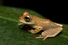 Boophis majori