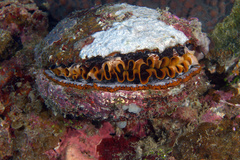 Spondylus varius