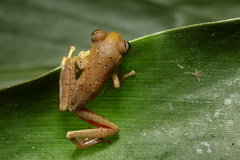Boophis majori