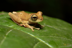 Boophis majori