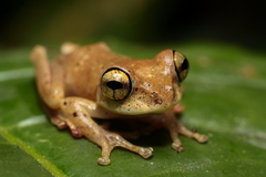 Boophis majori