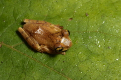 Boophis majori