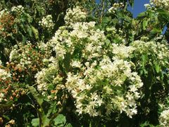 Dombeya kirkii