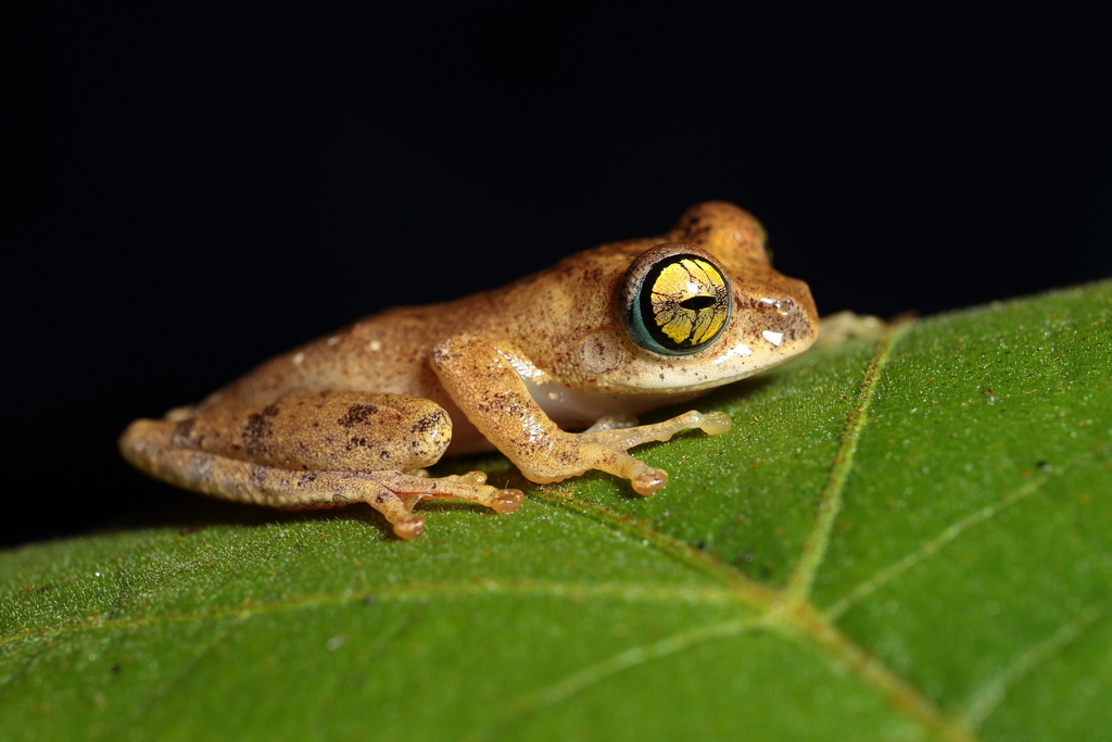Ambohimitombo Bright-Eyed Frog