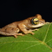 Ambohimitombo Bright-eyed Frog - Photo (c) Tommy Hui, some rights reserved (CC BY-NC), uploaded by Tommy Hui