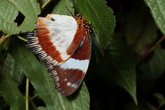 Hypolimnas dexithea