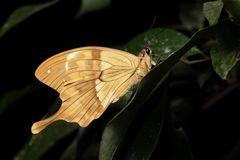 Papilio dardanus meriones