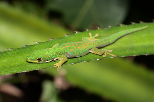 Peacock Day Gecko