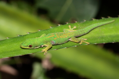 Phelsuma quadriocellata