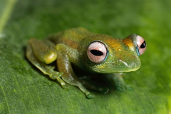 Boophis viridis
