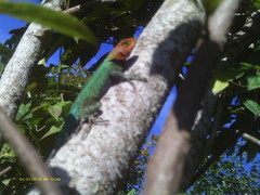 Sceloporus smaragdinus