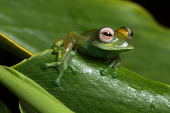 Boophis viridis
