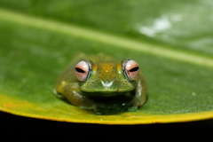 Boophis viridis