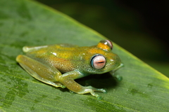 Boophis viridis