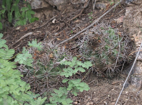 Gymnocalycium mostii
