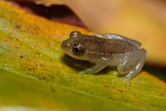 Heterixalus betsileo