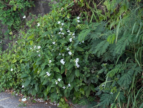 Crested Philippine Violet (Barleria cristata)