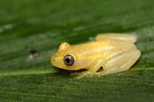 Betsileo Reed Frog