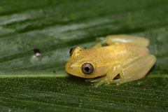 Heterixalus betsileo