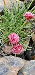 Armeria curvifolia
