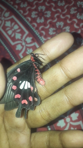 Common Rose Swallowtail