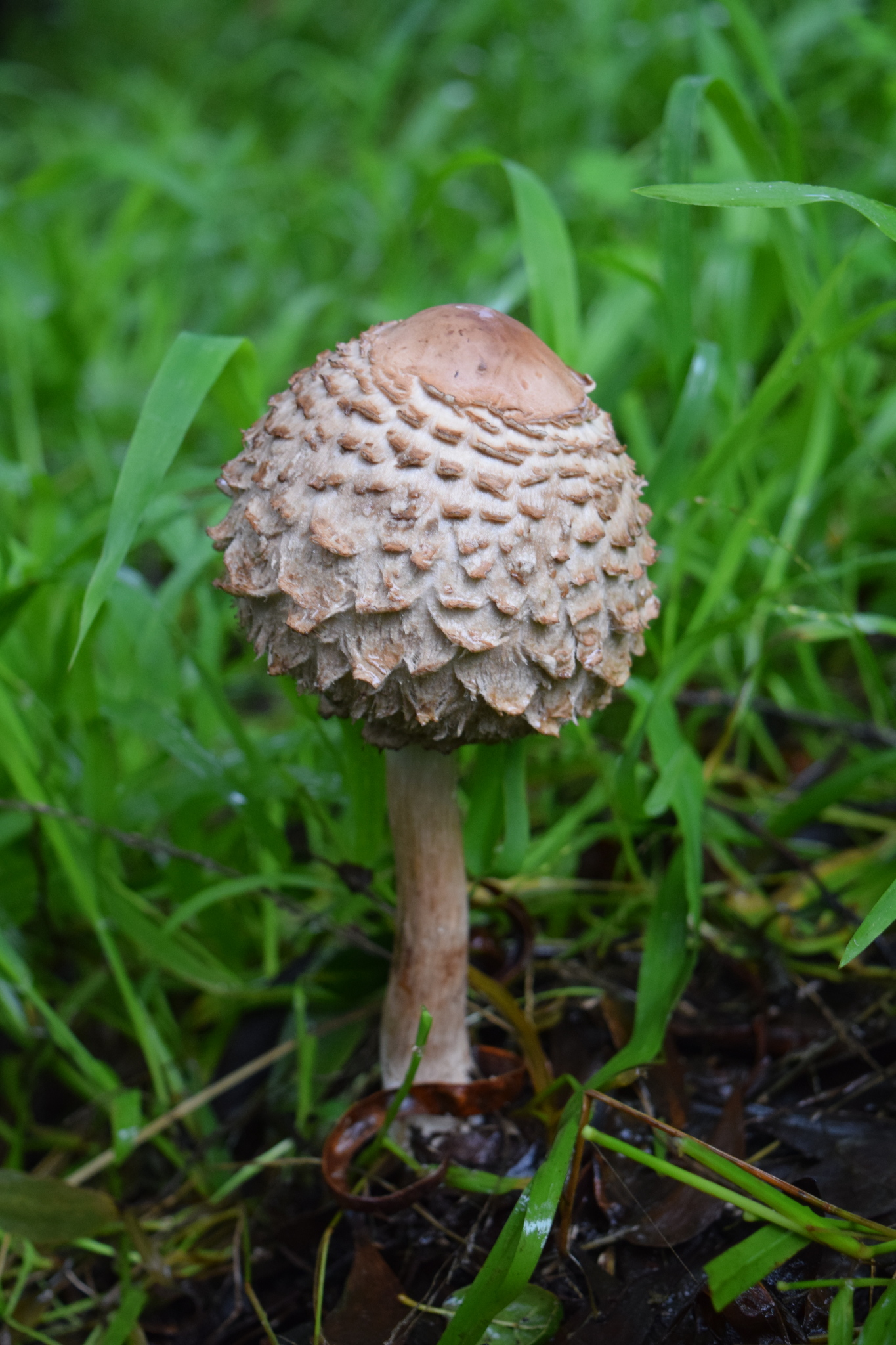 Chlorophyllum olivieri image
