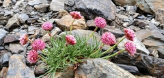 Armeria curvifolia