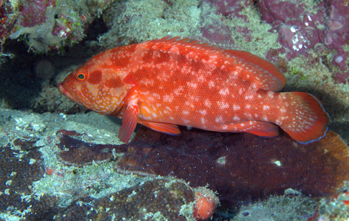 Cephalopholis spiloparaea observed 2019-10-14