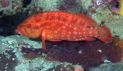 Cephalopholis spiloparaea