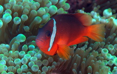 Amphiprion barberi